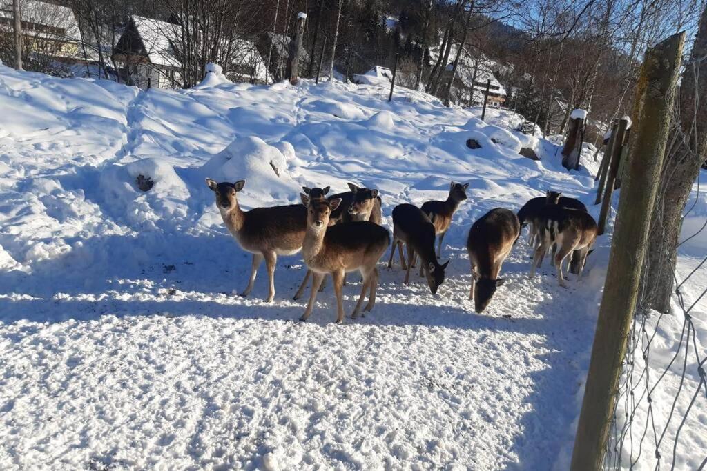 Gemuetliche Ferienwohnung In Sankt Blasien Buitenkant foto