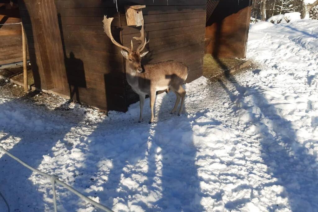 Gemuetliche Ferienwohnung In Sankt Blasien Buitenkant foto